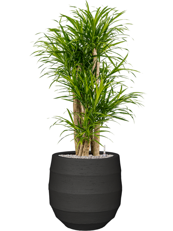 Pleomele (Dracaena) 'Anita Variegata' en Bordo, Luca Lifestyle