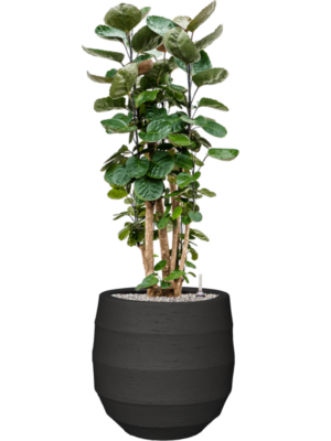 Aralia (Polyscias) 'Fabian' en Bordo