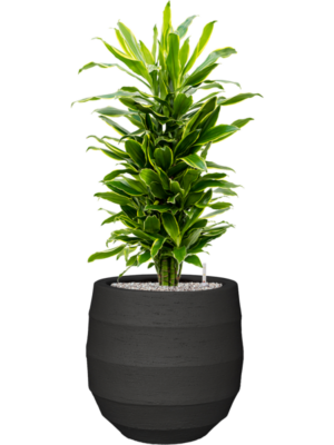 Dracaena fragrans 'Golden Coast' en Bordo