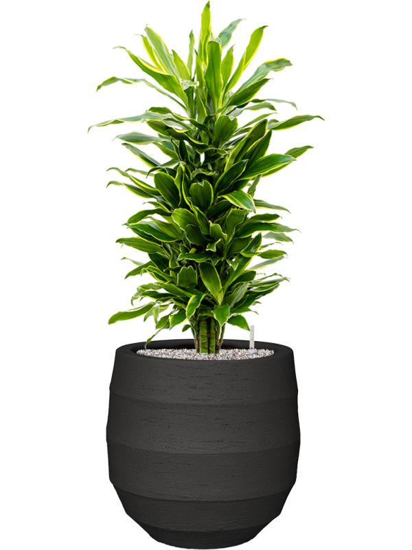 Dracaena fragrans 'Golden Coast' en Bordo, Luca Lifestyle