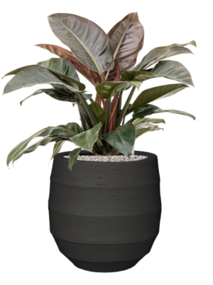 Philodendron `Imperial Red' en Bordo