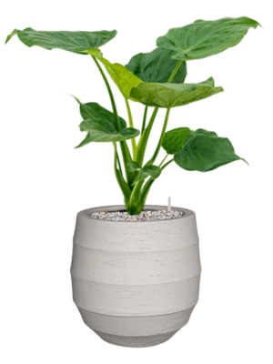 Alocasia cucullata en Bordo
