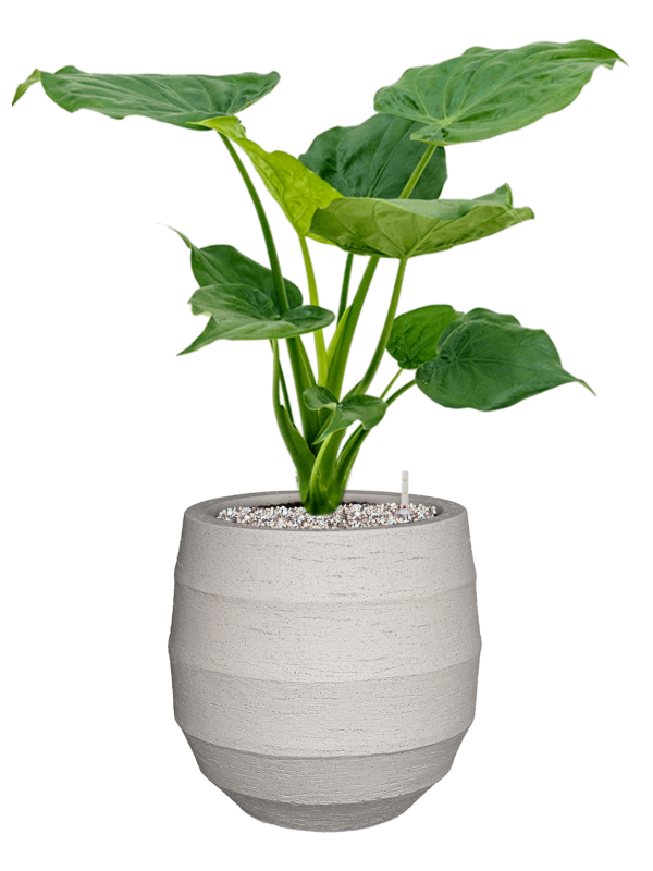 Alocasia cucullata en Bordo, Luca Lifestyle