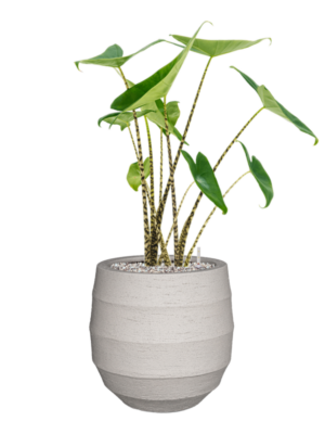 Alocasia zebrina en Bordo
