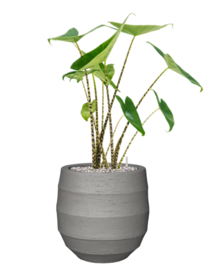 Alocasia zebrina en Bordo