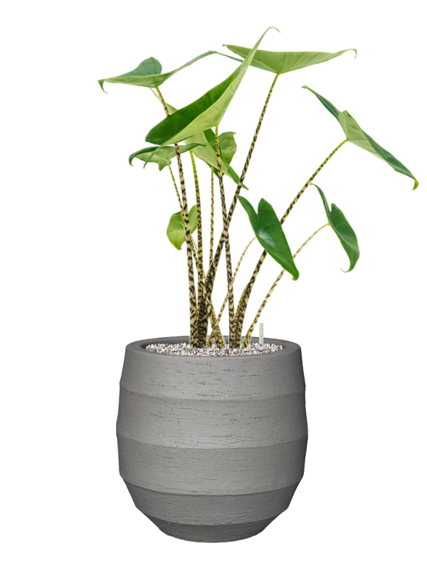 Alocasia zebrina en Bordo, Luca Lifestyle