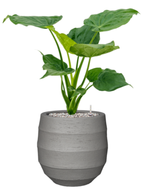 Alocasia cucullata en Bordo
