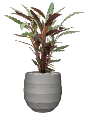 Calathea rufibarba 'Wavestar' en Bordo