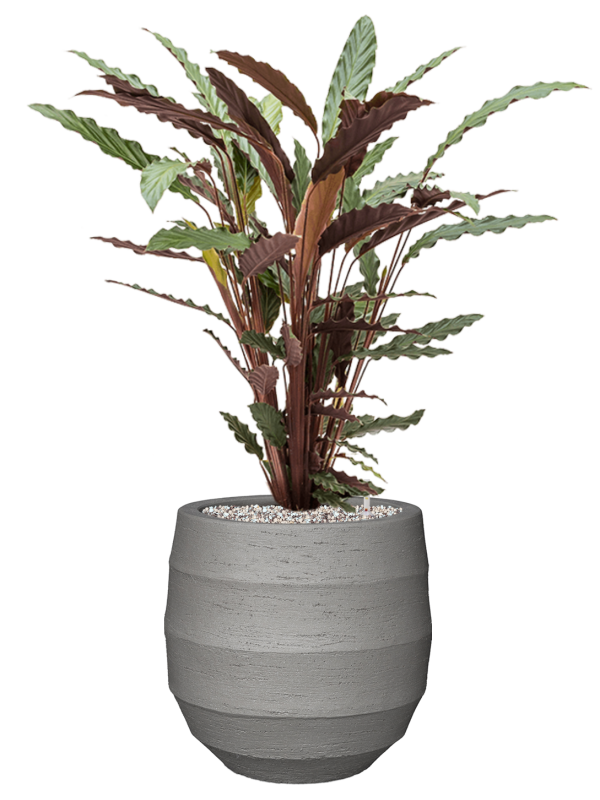 Calathea rufibarba 'Wavestar' en Bordo, Luca Lifestyle