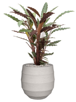 Calathea rufibarba 'Wavestar' en Bordo