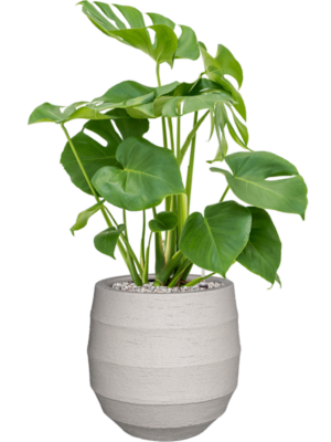 Monstera deliciosa en Bordo