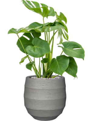 Monstera deliciosa en Bordo