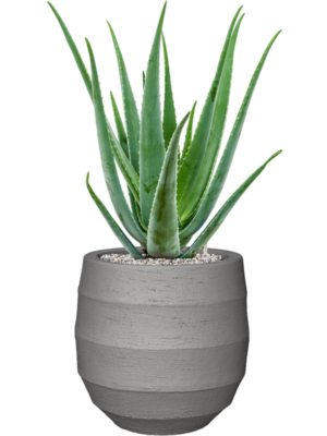 Aloe vera barbadensis en Bordo