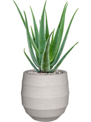 Aloe vera barbadensis en Bordo