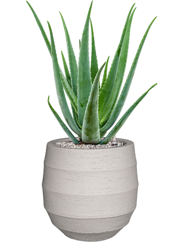Aloe vera barbadensis en Bordo, Luca Lifestyle