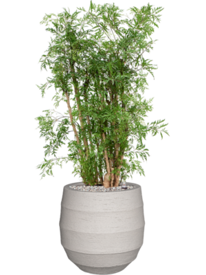 Aralia (Polyscias) 'Ming' en Bordo