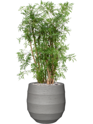 Aralia (Polyscias) 'Ming' en Bordo