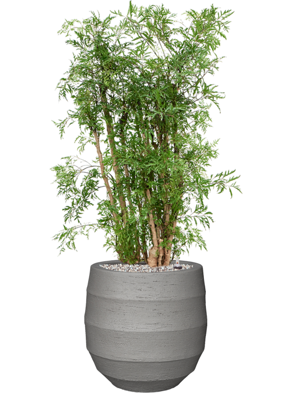 Aralia (Polyscias) 'Ming' en Bordo, Luca Lifestyle