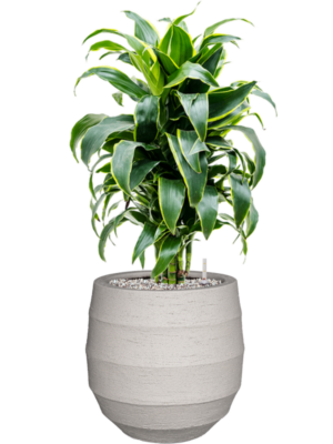 Dracaena fragrans 'Dorado' en Bordo