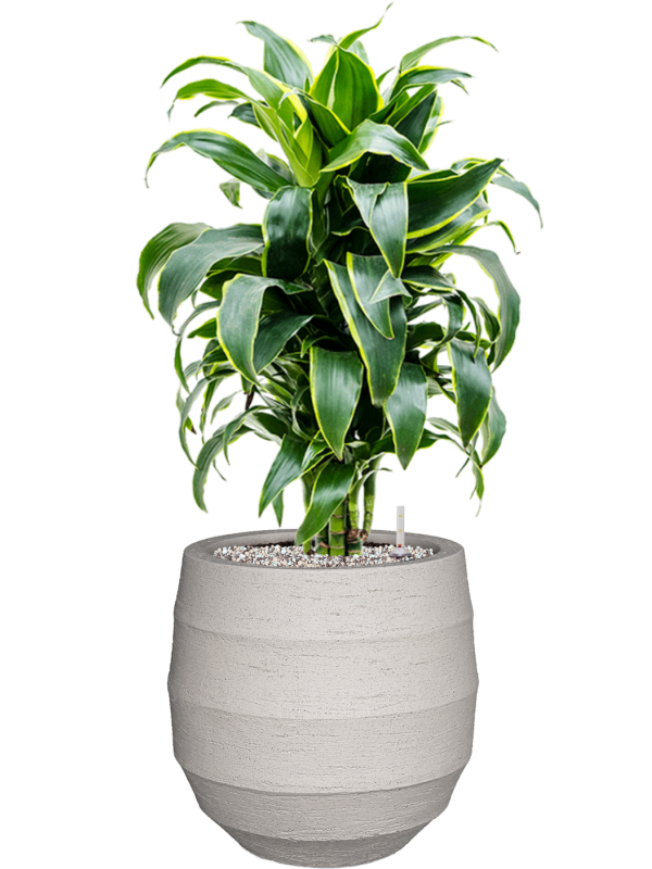 Dracaena fragrans 'Dorado' en Bordo, Luca Lifestyle
