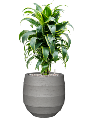 Dracaena fragrans 'Dorado' en Bordo