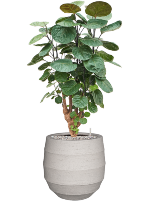 Aralia (Polyscias) 'Fabian' en Bordo