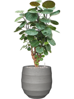 Aralia (Polyscias) 'Fabian' en Bordo