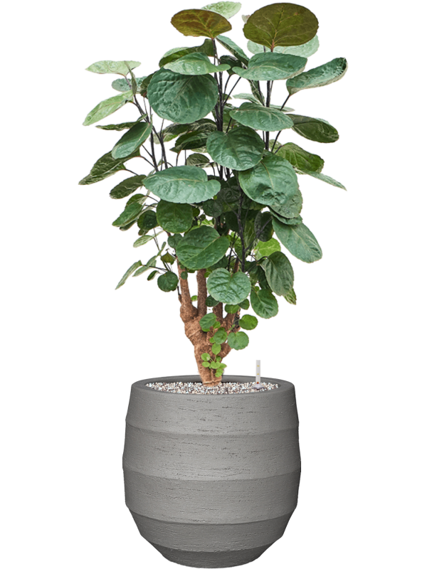 Aralia (Polyscias) 'Fabian' en Bordo, Luca Lifestyle