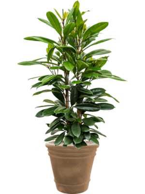 Ficus cyathistipula en Terra Cotta Doppio