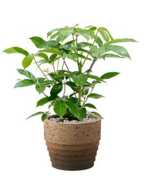 Schefflera actinophylla 'Amate' en Cinnamon