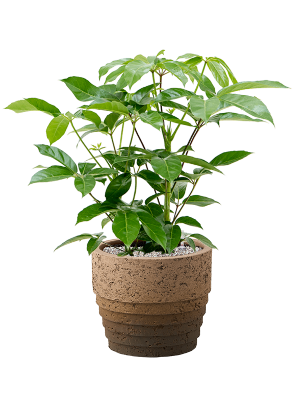 Schefflera actinophylla 'Amate' en Cinnamon, D&M