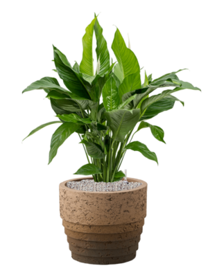 Spathiphyllum 'Sweet Lauretta' en Cinnamon