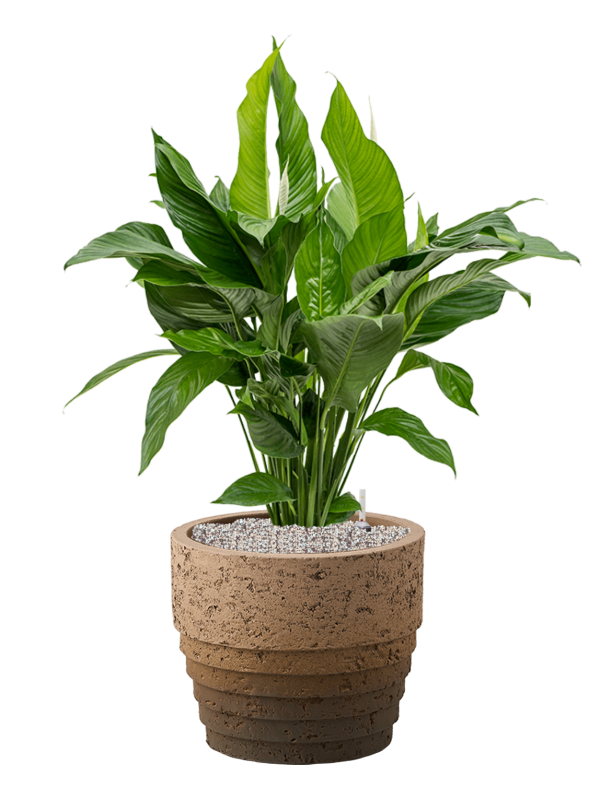 Spathiphyllum 'Sweet Lauretta' en Cinnamon, D&M