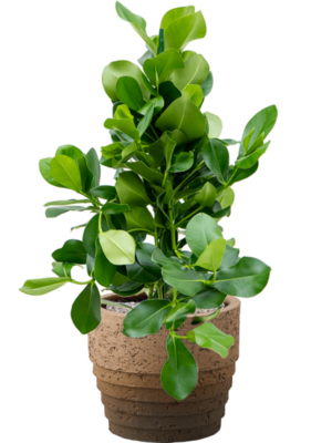 Clusia rosea en Cinnamon