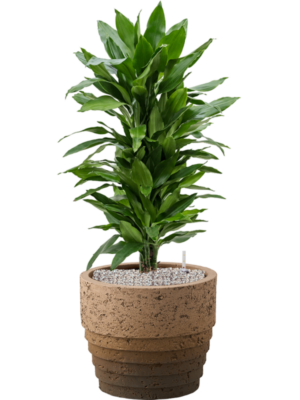 tDracaena fragrans 'Janet Lind' en Cinnamon