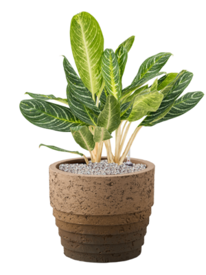 Aglaonema 'Key Lime' en Cinnamon