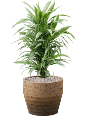 Dracaena deremensis 'Warneckei' en Cinnamon