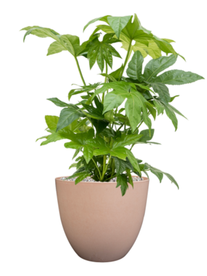 Fatsia japonica en Artstone