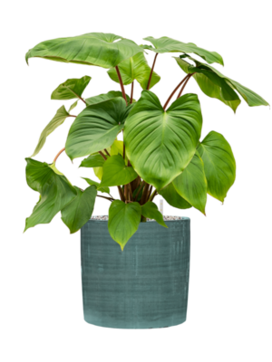 Homalomena rubescens 'Maggy en Plain Striped