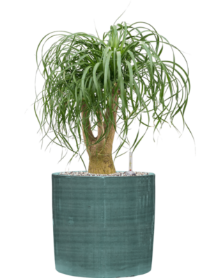Beaucarnea recurvata en Plain Striped