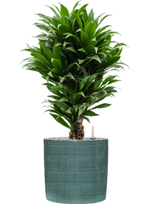 Dracaena fragrans 'Compacta' en Plain Striped