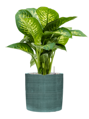 Dieffenbachia seguine 'Reeva' en Plain Striped