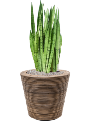 Sansevieria 'Silver Mist' en Drypot Rattan Stripe