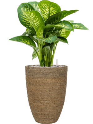 Dieffenbachia seguine 'Reeva' en Bohemian
