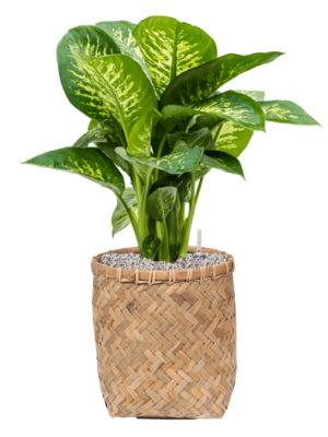 Dieffenbachia seguine 'Reeva' en Bohemian