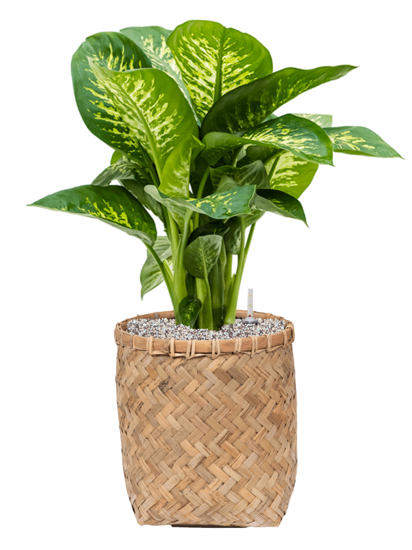 Dieffenbachia seguine 'Reeva' en Bohemian, Pottery Pots