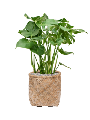 Monstera deliciosa en Bohemian