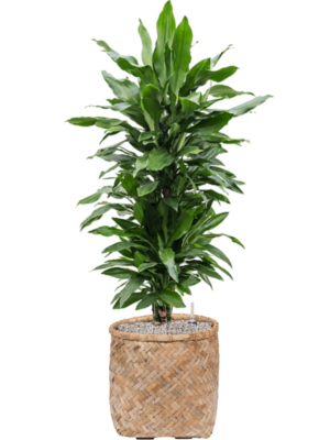 Dracaena fragrans 'Janet Lind' en Bohemian