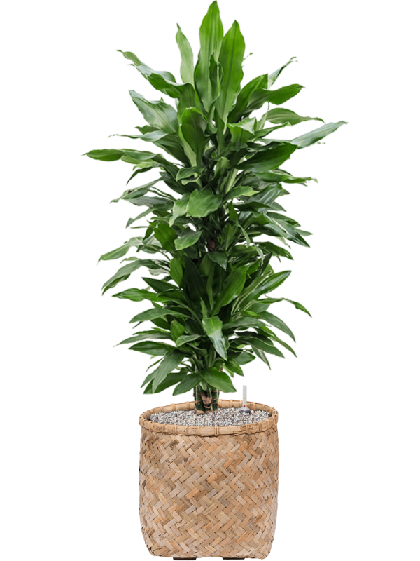 Dracaena fragrans 'Janet Lind' en Bohemian, Pottery Pots
