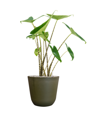 Alocasia zebrina en Palermo